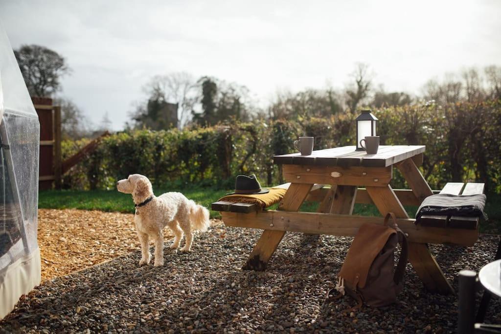 킬게티 The Little Retreat, Pembrokeshire 아파트 외부 사진